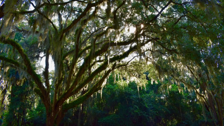 Sun shines through Spanish moss and trees in the Timucuan Ecological and Historic Preserve