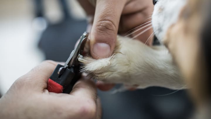 Close up of hands and clippers trimming dog’s nails. 
