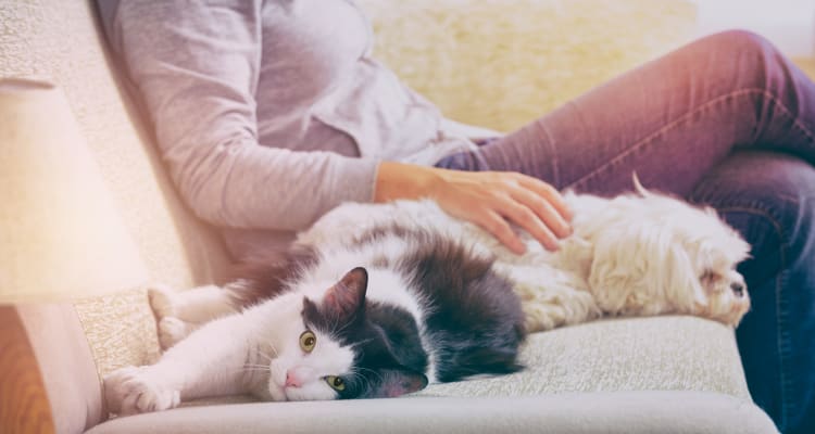Resident and her pets loving their new home at The Hills at Fair Oaks in Fair Oaks Ranch, Texas