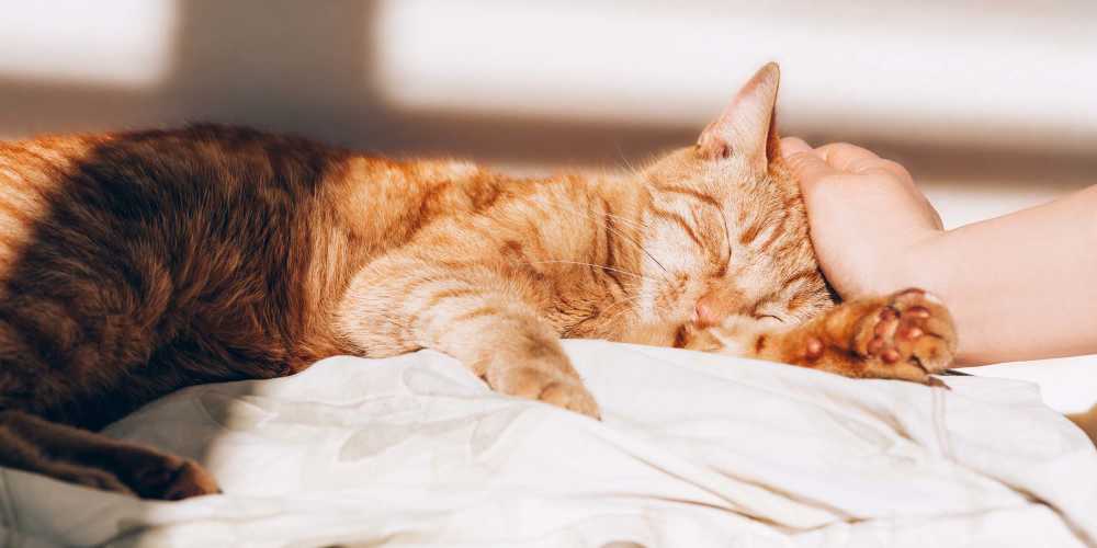 Cat sleeping at Groves at Berry Creek in Duncan, South Carolina