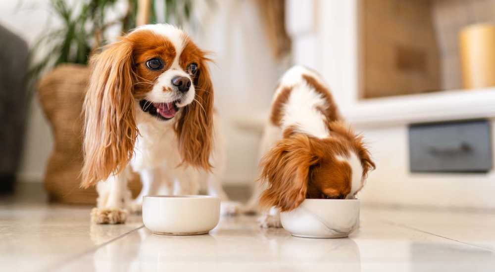 Pet-friendly apartments at Chroma in Saint Louis, Missouri