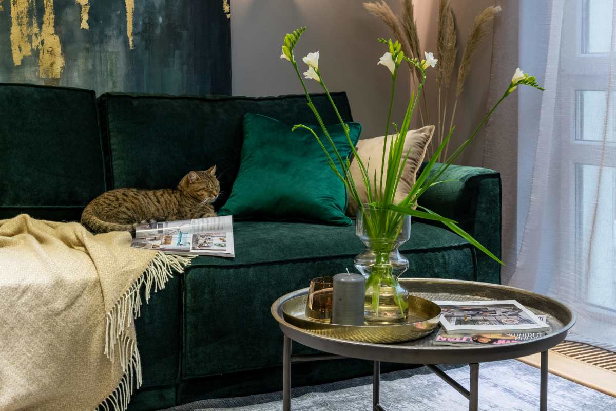 Cat sitting on a beautifull green couch in a pet-friendly apartment at Willow Creek Townhomes in Jonesboro, Arkansas