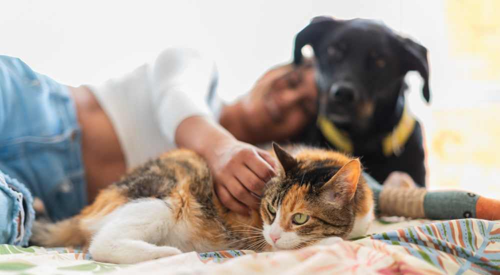 Resident playing with thier pets at Tarzana Courtyard in Tarzana, California