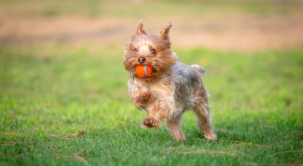 Pet-friendly at Bennington Heights in Saint Louis, Missouri