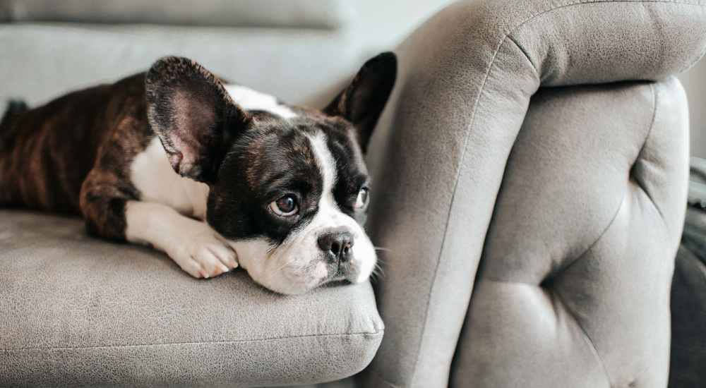 Resident dog at Night Fall in Las Vegas, Nevada