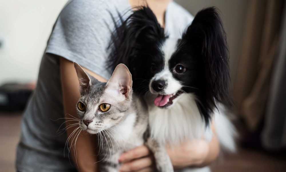 Resident with her dog and cat in her pet-friendly apartment at The Villas at Keystone Canyon in Reno, Nevada
