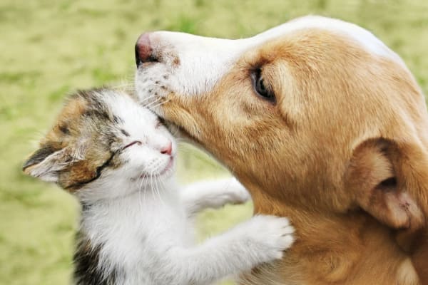Pet Friendly Apartments & Townhomes in Rancho Cucamonga, CA