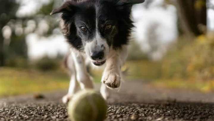 A curious dog chasing a green ball at {{location_name}} in {{location_city}},{{location_state_name}}