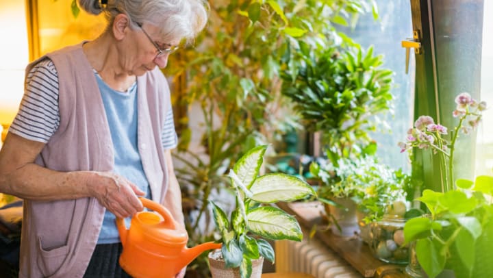 Senior woman watering potted plant in home with lots of plants in background. 