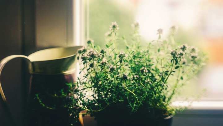 The “Light-Green” Thumb