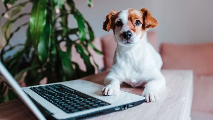 A dog sits at a table with his paw on a laptop computer