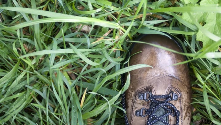 Brown hiking boot on green grass wet with moisture
