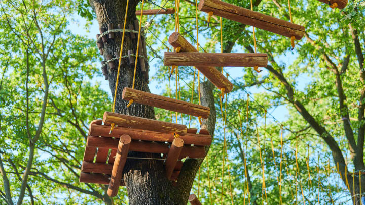 A rope bridge attached to a tree.