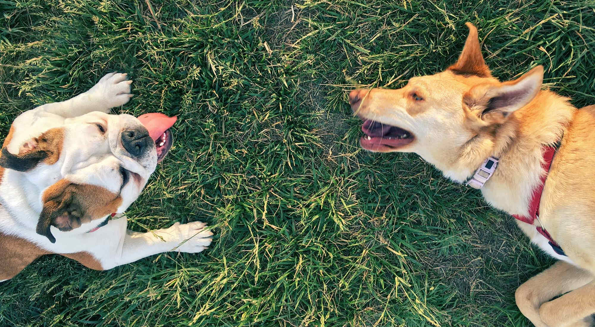 Pet Friendly | Centreport Lake in Fort Worth, Texas