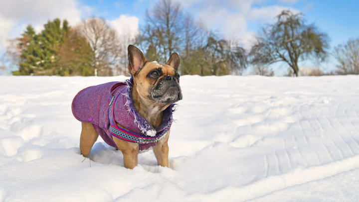 A French Bulldog wearing a winter coat standing in bright white snow.