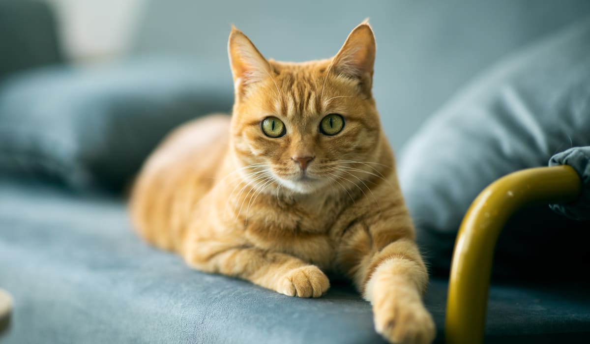 An orange cat laying on a couch at Kenilworth Inn in Asheville, North Carolina