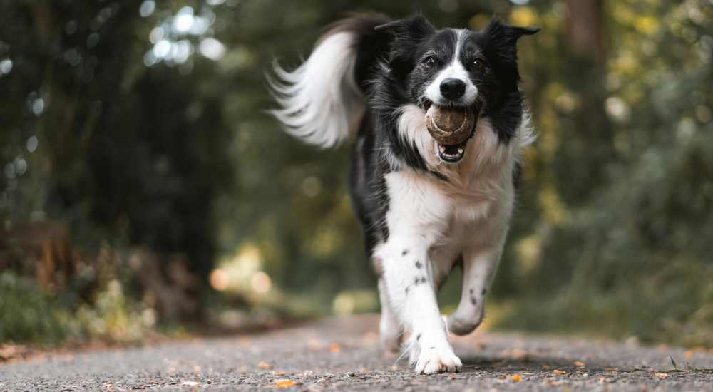 Pet-friendly at Asheville at Spring Branch in Houston, Texas