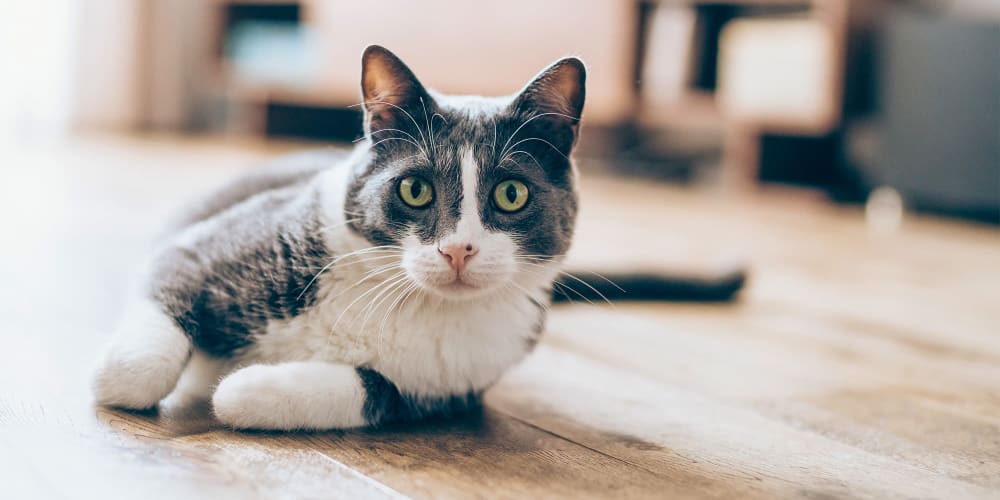 A cat on the floor of an apartment at Magnolia Heights in Covington, Georgia