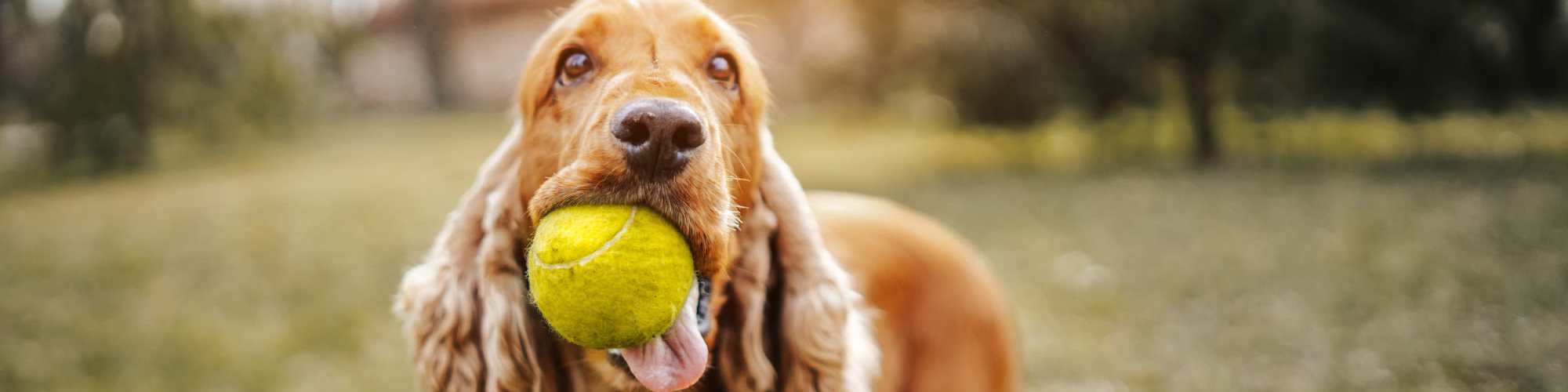 Pet Friendly | The Reserve at Pin Oak Manor Apartments in Mishawaka, Indiana 