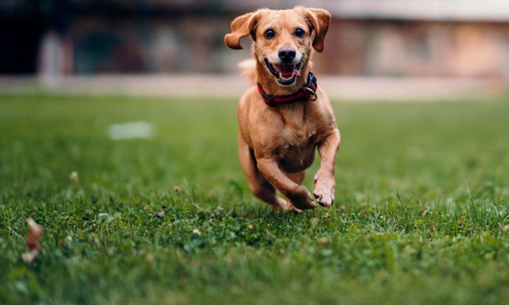 Happy dog with a ball in her mouth on the green grass outside her apartment at Oaks Centropolis Apartments in Kansas City, Missouri