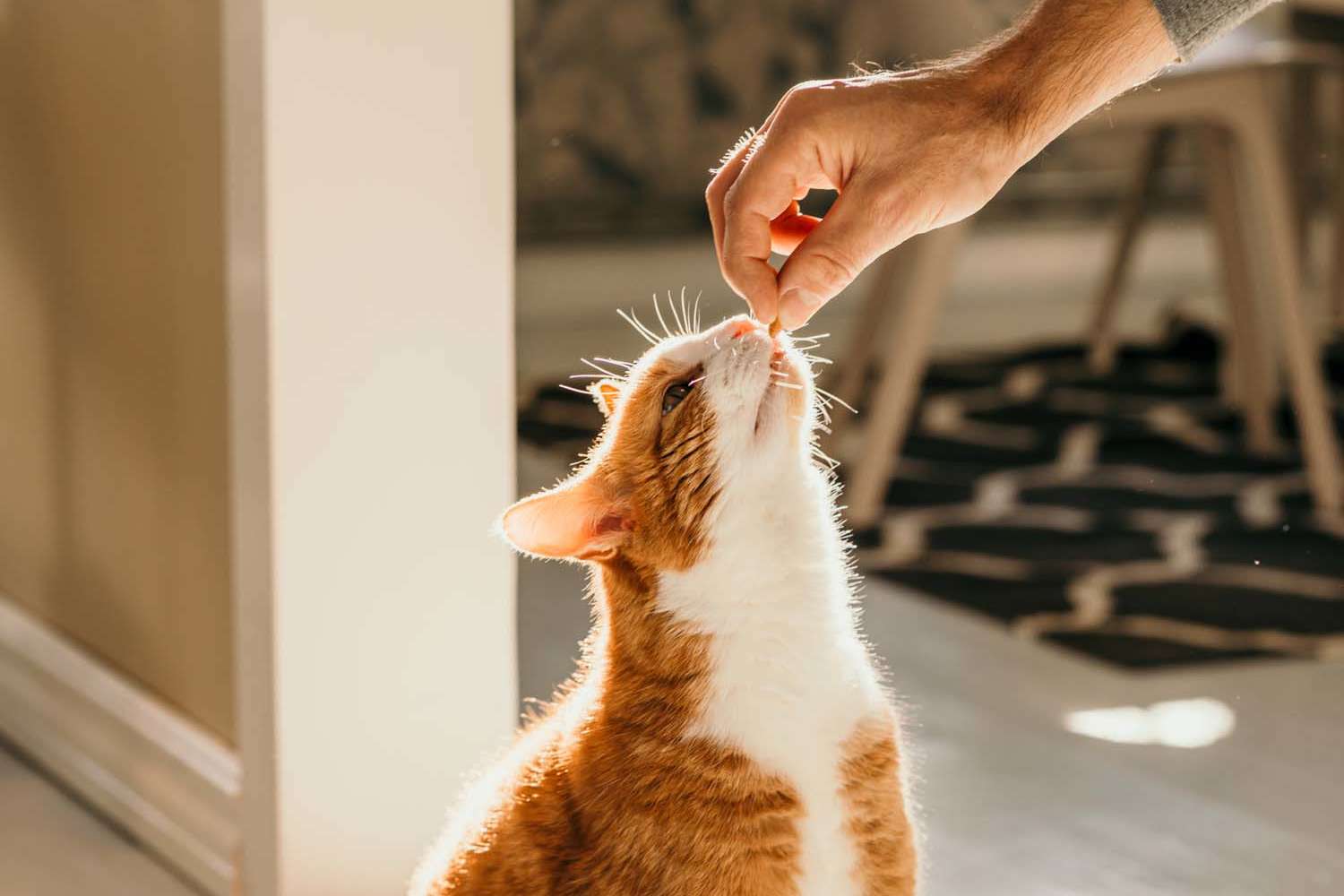 Resident taming his cat at Crescent Apartments in Roseville, California