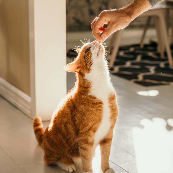 Resident showing affection to a cat while sitting on a floor at Mosby Barclay West in Wilmington, North Carolina