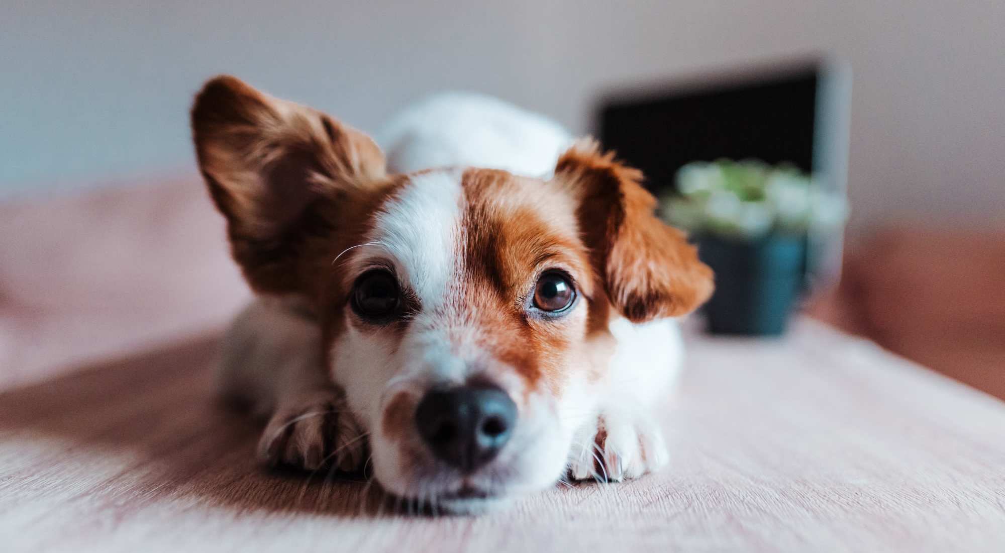 A dog resting on a table, its head hanging down to the floor, at Granite Creek in Rocklin, California.