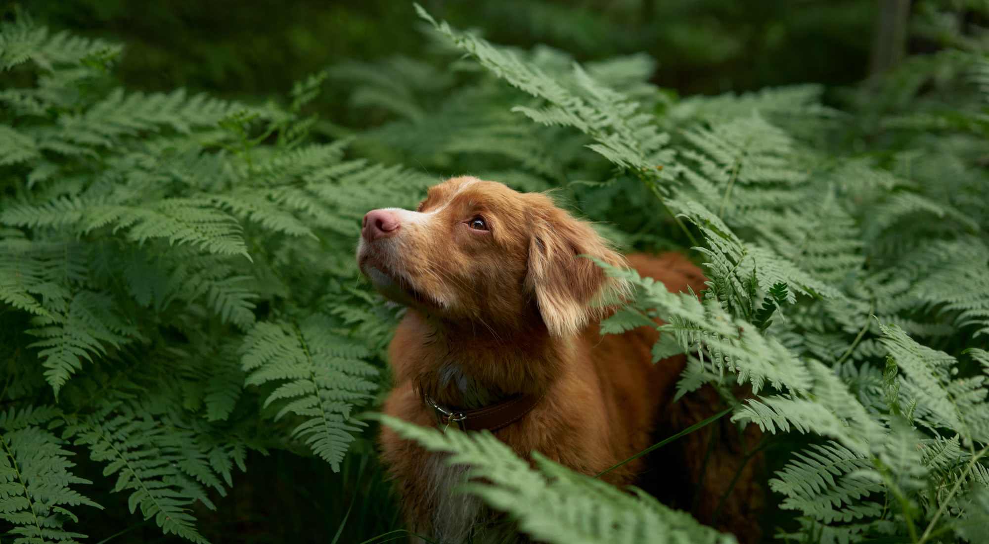 Pet Friendly | The Calvert in Charlotte, North Carolina