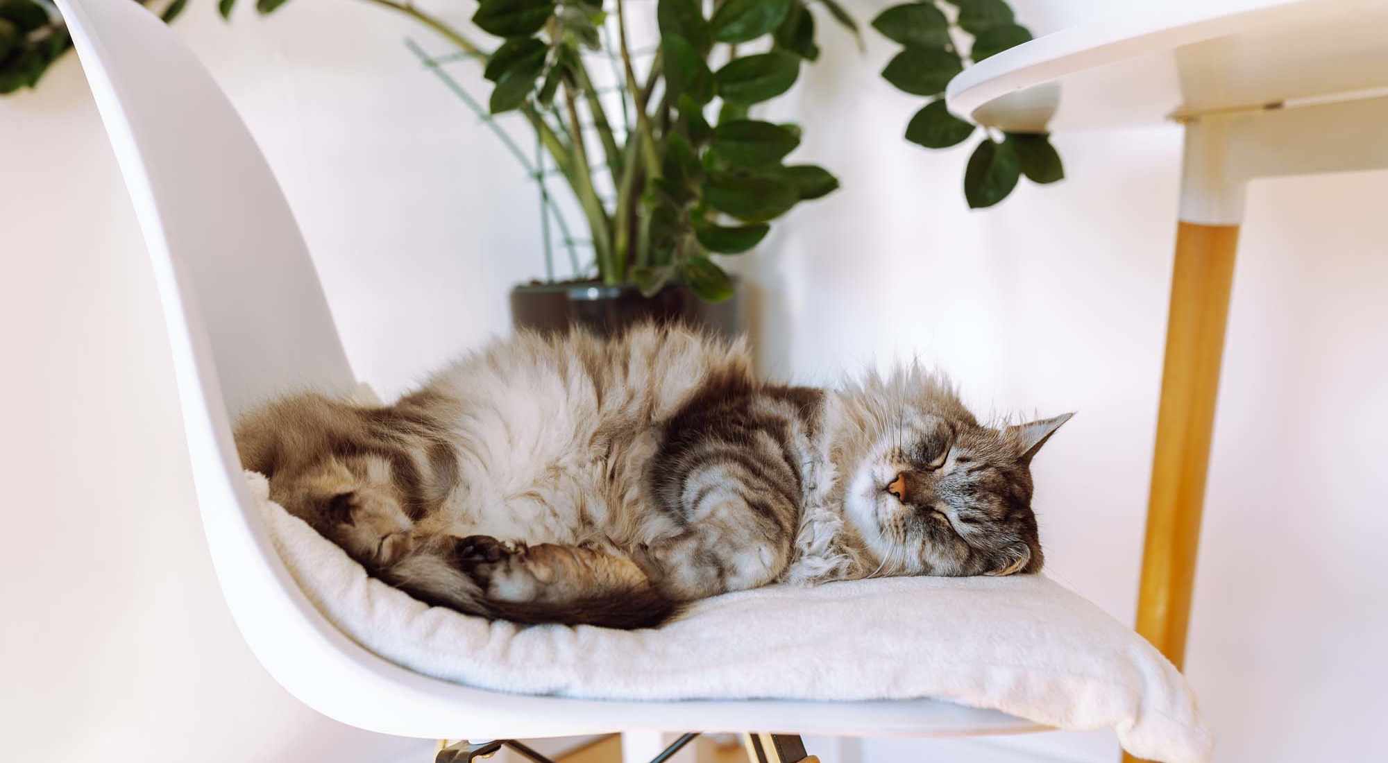 Pet Friendly | Costa Mesa Apartments in Houston, Texas