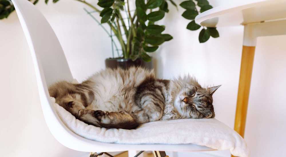 Cute cat on the chair at The Knolls at Inglewood Hill in Sammamish, Washington