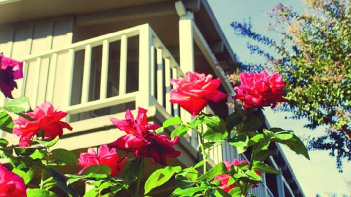 Flowers near a nice balcony at {{location_name}} in {{location_city}}, {{location_state_name}}