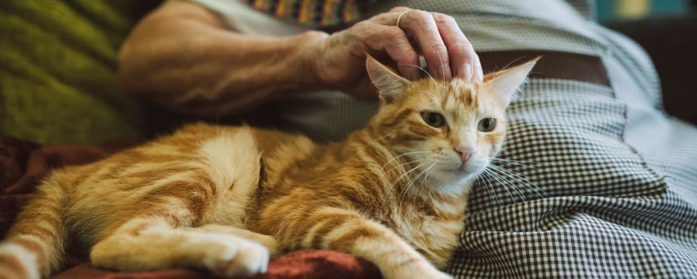 A resident petting a cat at The Peaks at Clinton Memory Care in Clinton, Utah