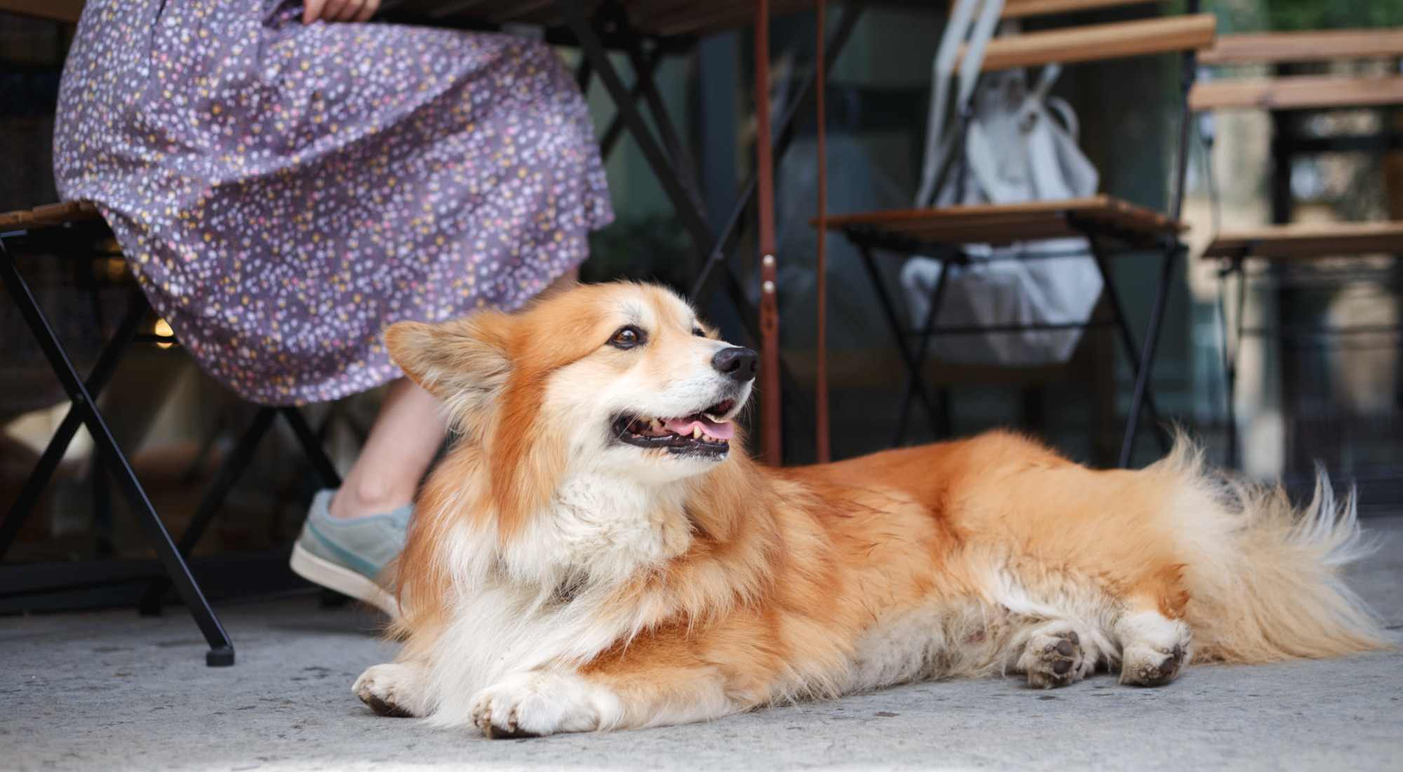 Pet Friendly | Koz on 4th in Portland, Oregon