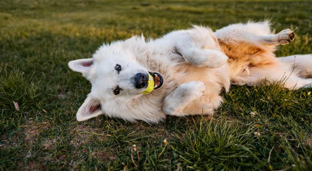 Happy dog in the park at Park Place Apartments in Port Richey, Florida