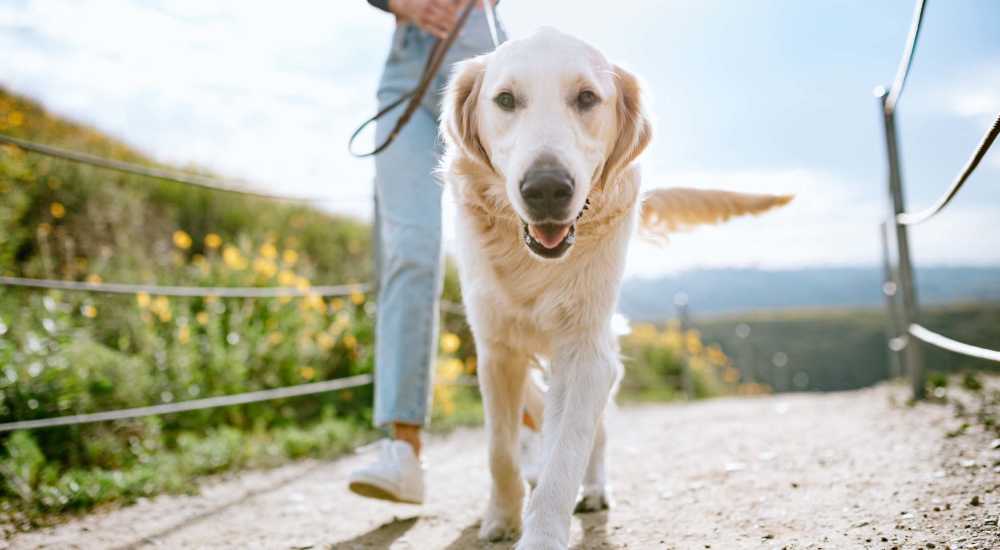 Pet-friendly at The Jameson in Cincinnati, Ohio