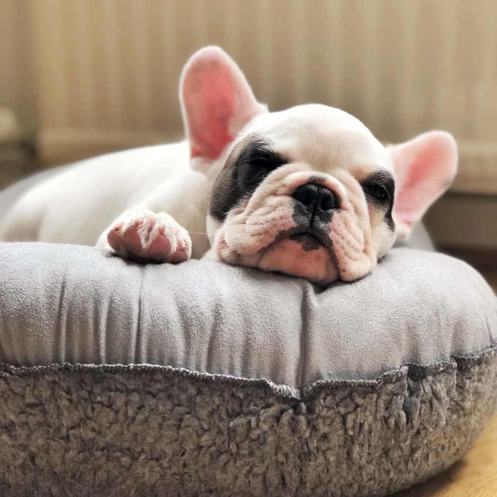 Pet dog sleeping at Arbor Ridge in Brentwood, California