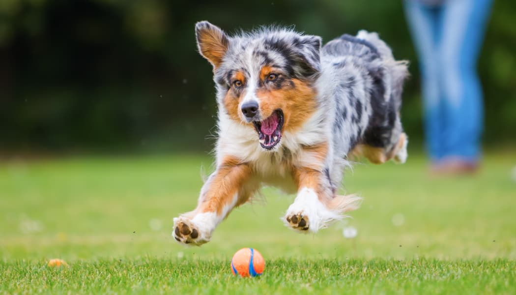 Resident dog playing at Cordova Park Apartment Homes in Lancaster, CA