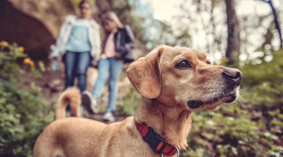 Residents and their dog out on a hike near The August Apartments in Lexington, Kentucky