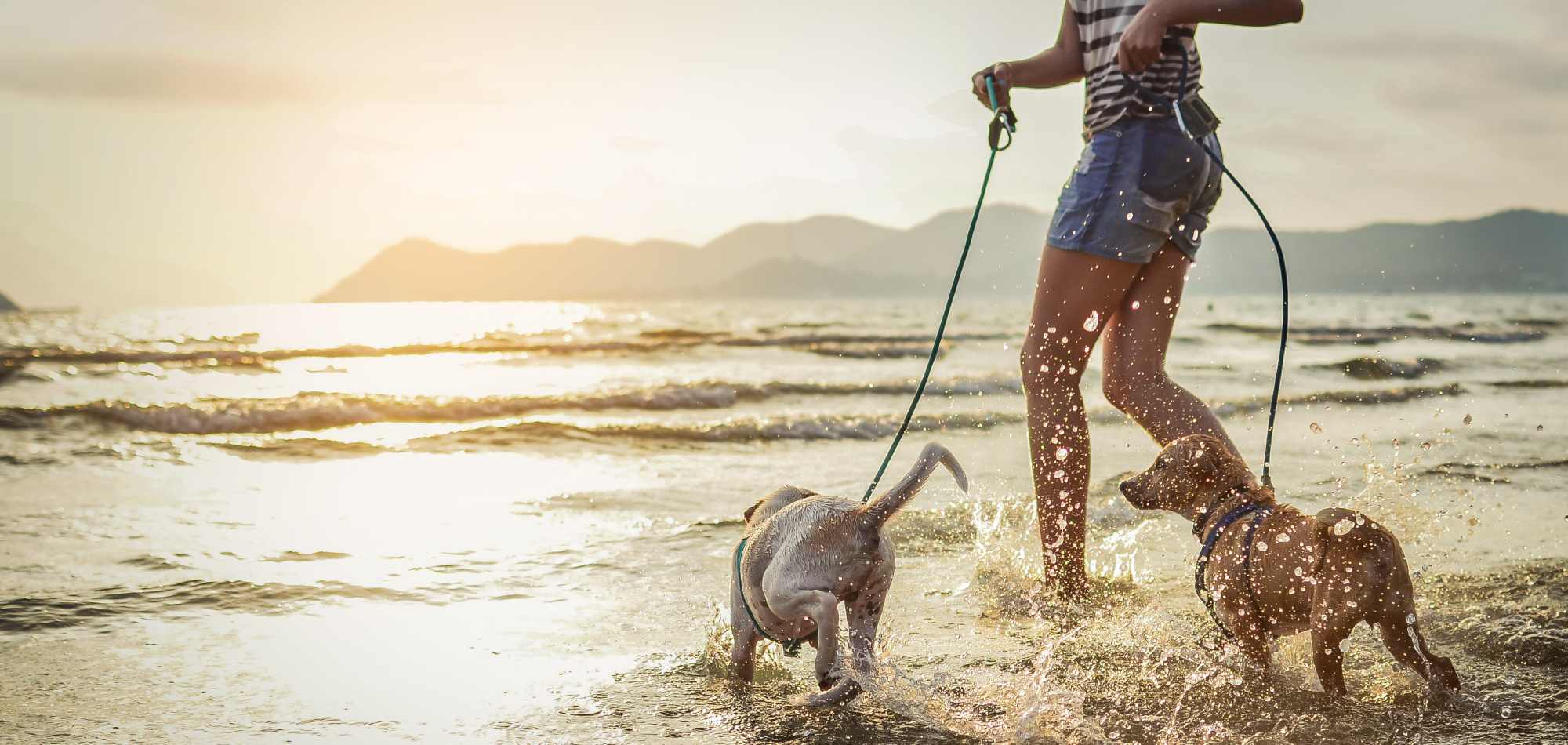 A walk on the beach with pets at Attain at Chic’s Beach in Virginia Beach Virginia