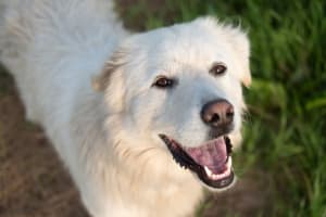 Happy dog outside on a beautiful afternoon at The Eleven Hundred in Sacramento, California