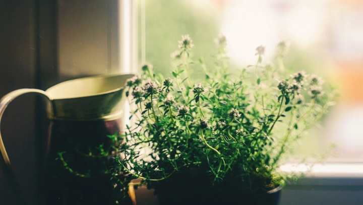 Plant in the house