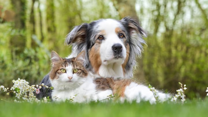 A cat and dog sitting in a field of grass. │ Charlotte pet stores