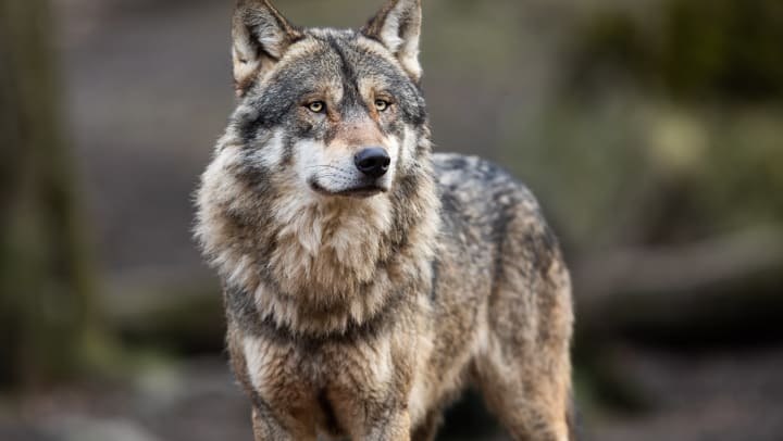 A majestic gray wolf | wildlife center Savannah