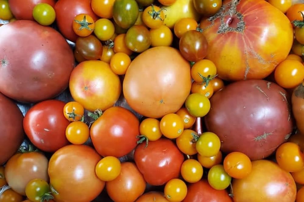 Fresh tomatoes at Carolina Gardens at Lexington in Lexington, South Carolina