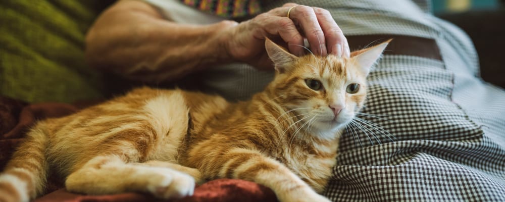 A resident petting a cat at The Vistas Assisted Living and Memory Care in Redding, California