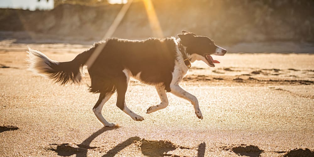 A dog running on a beach near Mosby Ingleside in North Charleston, South Carolina