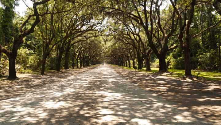 Skidaway Road, near Skidaway Island State Park in Georgia, is  lined with more than 400 live oak trees.