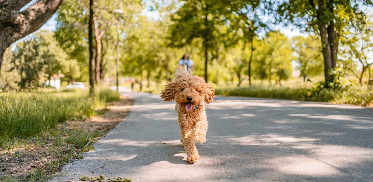 Spacious dog park near Attain Shockoe, Richmond, Virginia