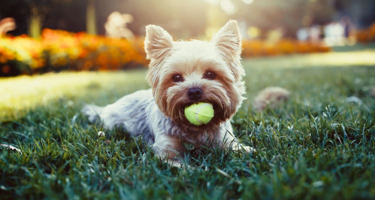 Adorable dog at Waters Edge Apartments in Lansing, Michigan