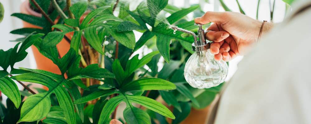 Hand misting green houseplants with a glass spray bottle at Vintage Park in Houston, Texas